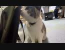 腹ペコをアピールする猫がこちら。