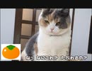 猫のNGな食品を献上してみた。