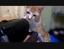 胡瓜に驚いていたのにいなくなると探すのを止めない猫