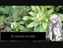 ありみりの食卓番外編「フキノトウ」【野草きりたんリスペクト】
