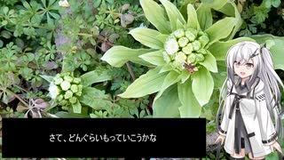ありみりの食卓番外編「フキノトウ」【野草きりたんリスペクト】