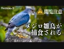 閲覧注意0506R③【雛鳥を捕食】猛禽類に食べられるメジロ。タカ科ツミの求愛給餌と交尾失敗。ハトの残滓と死にかけのコイ。カラス夫婦やカルガモ親子、ムクドリの珍しい鳴き声　#ツミ　#捕食　#野鳥観察
