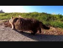愛猫家メンタリストDaiGo氏が大炎上中だが島の猫には関係ニャイ【野良猫】【感動猫】