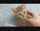 【いゔ】あまがみ