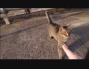 初手猫パンチを食らう丸田