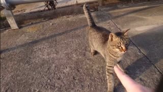 初手猫パンチを食らう丸田