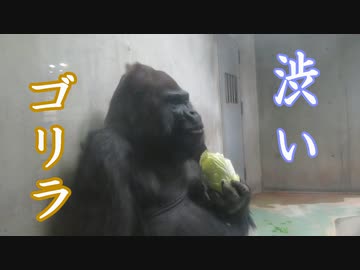 渋いゴリラ・タロウさん(日本モンキーセンター)