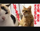 武闘派ボス猫、わがまま美少年オス三毛猫にキレる