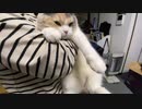 大好きな「ばぁば」に抱っこされる猫の顔。