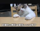 どうしても椅子に座りながら食べたい猫