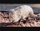 2022年03月11日1枠目　大宮に佇む立派な桜があるらしい