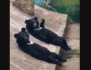 ホモと見る　熊のファンサ