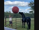 ホモと見る　馬に遊んでもらってはしゃぐ人間