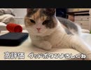 猫じゃらしを極めると最後こうなった。