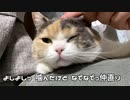猫のイカ耳 不機嫌説