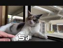 絶対ゆずらない猫。