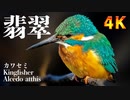 【4K】カワセミに超接近したら可愛すぎた。羽がよく見える近接撮影【Nikon COOLPIX P1000】コンデジ野鳥撮影 #身近な生き物語 #カワセミ #コンデジ