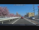 【車載キャプ動画】伊勢原市の国道246号線沿いの桜が満開【神奈川・伊勢原】