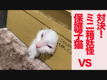 対決！ミニミニ珍妙箱妖怪vsミニ保護子猫