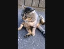 【猫】OhΣ(oдΟ;)？？？。撃沈した猫／cat