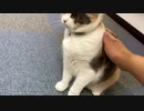 何故か逃げる猫