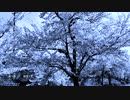 雨で桜　／　初音ミク