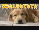 ワンたんをなでなで★