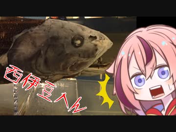 めいかーず・すくらんぶる！！西伊豆編