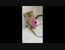 【いゔ】ペットショップで一目惚れ