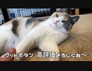 猫のしっぽと目・・・