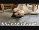 猫カフェ兄弟探しの巻。