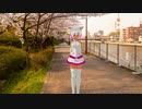 【惡音キン】　桜ノ雨　【ODORU再カバー】
