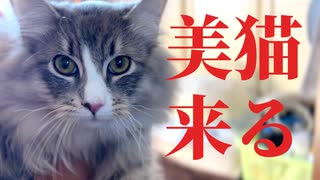 【猫】ノルウェージャンの子猫が我が家にやってきました【ユル日記】