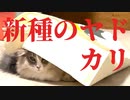 【猫】まだ慣れないノルウェージャンの子猫に好かれるための秘策【ユル日記】