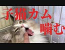 【猫】慣れないノルウェージャンの子猫をひたすらもふり続けた結果・・・【ユル日記】