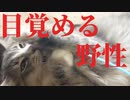 【猫】慣れないノルウェージャンの子猫に猫じゃらしでどれくらい好感度が上がるのか？【ユル日記】