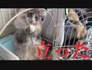 【猫】慣れないノルウェージャンの子猫が大回転トリプルトーループをキメたあの日について【ユル日記】