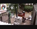 変なおじさんとこの　鶏さん２６４　鶏飼育にあたって　その７