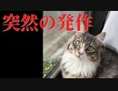 【猫】先代猫（ユルが来る前のノルウェージャン）についてのお話