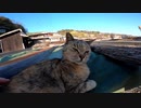 島で暮らす猫達の朝はゆっくりと時間が流れる【野良猫】【感動猫】