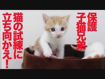 ちび保護子猫兄弟、猫の試練に立ち向かう