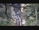 【環境音】木陰の奥に大滝。in鹿児島