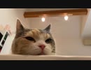 猫の今年の抱負。
