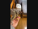 ホモと見る　信じられないジャンプ力