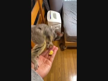 ホモと見る　信じられないジャンプ力