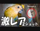 野鳥撮影0305C②【ジョウビタキ超接近】VSヒヨドリVSムクドリ、捕食の季節。カワセミやスズメ、シジュウカラとカワラヒワの鳴き声【身近な生き物語】 # ジョウビタキ　#アオジ　#野鳥観察