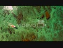 An aerial shot looking straight down over a paddle boarder rowing on Lake Tahoe　石川崇弘