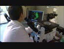 Lab-Worker Checking Microscope　江渡賢慈