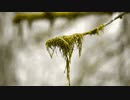 #moss Chiyuri.Nagayama