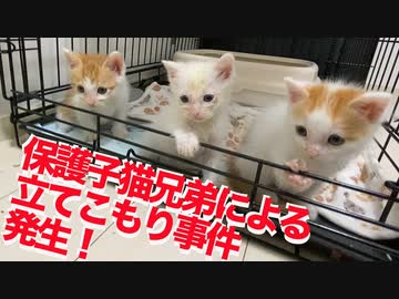 【遅報】ちび保護子猫3兄弟によるトイレ立てこもり事件発生